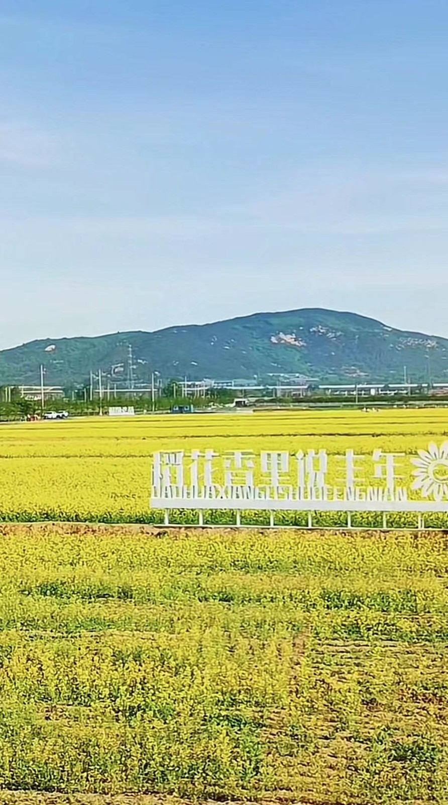 茶香巨峰聯(lián)合社茶香稻場(chǎng)美景.jpg