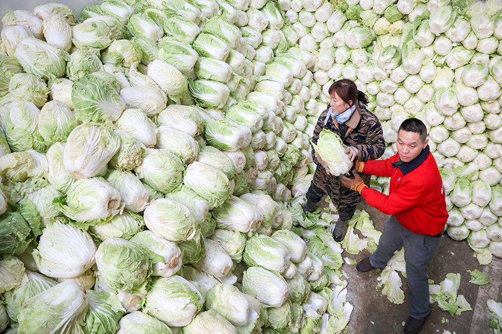 “菜籃子工程”建設(shè)惠民